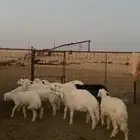 رخال مراح