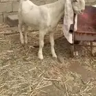 جفرتين مطورات خصم بيض وبراص