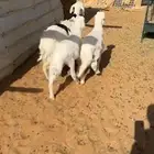 للبيع شاه تحتها 2