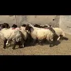 غنم نعيم شرط الدفيع .