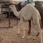 حشو لباني