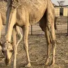 بكره طيبه للبيع