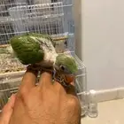 غر دره هندي تم البيع