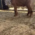 تيس عارض مشروع فحل اصفر معرف يوجد فديو