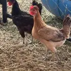 دجاج عربي بياض