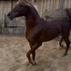 حصان