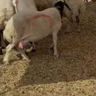غنم نعيم