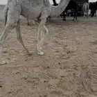 قعدان تحت امهاتها علي حليب وشعير وبرسيم شرط السوم 12500