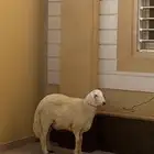 أغنام طلي كفو وناهي للبيع