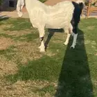 مطوره فاخره متوم بجفرتين تممم البيع