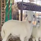 رخل وخروف للبيع