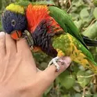 ببغاء اللوري