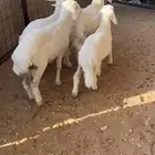 بهم هرافا حريات سمان عمارها شهرين الا شهرين ونص