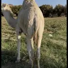 بكره كفو على حليب امها