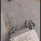 اول مره في السعوديه يتم بيع زريعه الاستكوزا