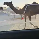 ناقع مجهم ضروبه مسحوبه بنتها من تحتها ام ثالث