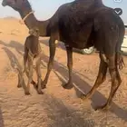 خلفه مصغر