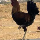 ديوك بلدي مشكل بيع العدد 12