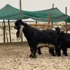 للبيع تيس صاف معرف مشروط
