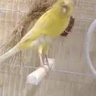 انثى كناري همذاني حجم وطول