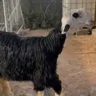 طلي نجدي فاخرر