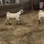 تيوس 2