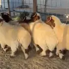 خرفان نعيم فاخره