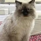 قطوووه ضايعه او مرميه واضح نظيف شكله توه طالعه الي له يدخل