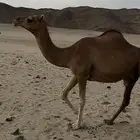 للبيع عدد 5 من الأبل