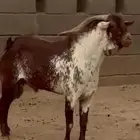 تيس فحل اوشح تم البيع تم البيع