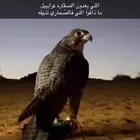 صقر جير شاهين. العمر ثلاث سنين