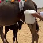 للبيع بكر فوق الكفو