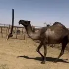 نياق صفر