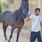 فرس هاديه