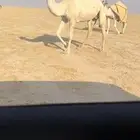 للبيع الشقحاء الضريبه مبيوع ولدها قبل شهرين