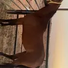 فرس شعبيه