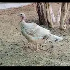 دجاجه روميه شرط البيض ورجانه
