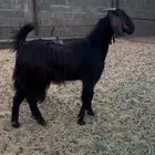 جذعه صنف