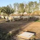 شوهات حريات