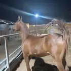 مهر وأهو للبطولات