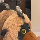 عصفور روز هدد مربيه بنفسي لونه رمادي وابيض وعمره بين السته