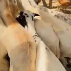 22من الرفيدات