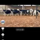 عرض نجد فواخر