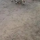 شاه نعيميه خلفه