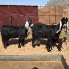 عنز خلفه حليب وافر ودافع