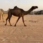 صفرا بكر عشرا