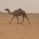 البكره الشعلاه الكفو