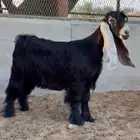 جفرتين عوارض صنف ومعرفات