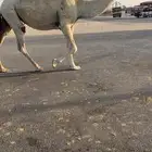 ضروبه وضحا كفو