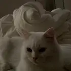قطه انثى شيرازيه